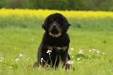 DOGUE DU TIBET 829